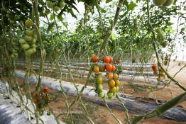 Image du Maroc Professionnelle de  Avec l'introduction des cultures sous abris serres, la région de Dakhla est devenue en très peu de temps célèbre pour ces productions de fruits et légumes destinés à l’export.  Sous d’immenses serres, la production des tomates en grappes bénéficie d’un climat phénoménalement ensoleillé, tempéré et régulier, Mardi 21 Novembre 2006. (Photo / Abdeljalil Bounhar) 